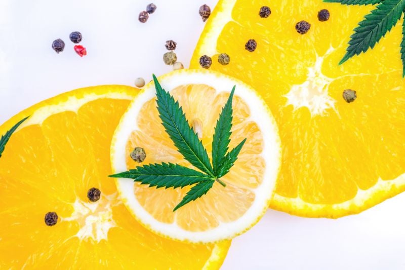 Terpenes and Cannabis Plant Odors Terpenes and Cannabis Plant Odors